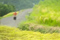 小豆島町中山千枚田