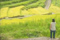 小豆島町中山千枚田