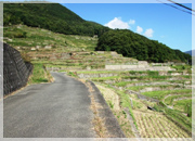 小豆島町中山千枚田
