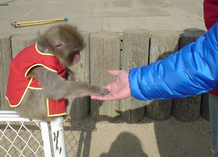 銚子渓お猿の国自然動物園