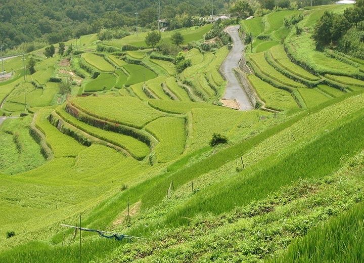 中山千枚田